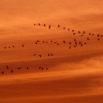 Snow geese and ducks at sunset